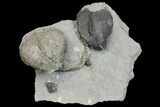 Fossil Brachiopod and Gastropod Association Plate - Indiana #137177-1